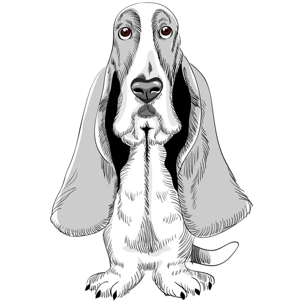 Vector perro Basset Sabueso raza — Archivo Imágenes Vectoriales
