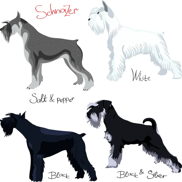 Vector set of purebred dogs of different colors Schnauzer — Stock Vector
