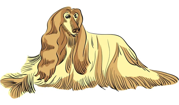 Vector dog Afghan hound breed color — Stock Vector