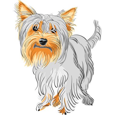 Vector pedigreed dog Yorkshire terrier clipart