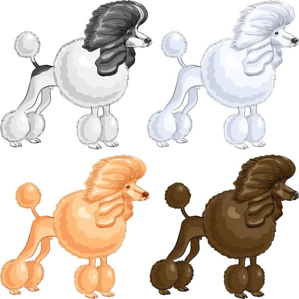 Dibujo de color vectorial del perro Poodle raza de diferentes colores — Vector de stock