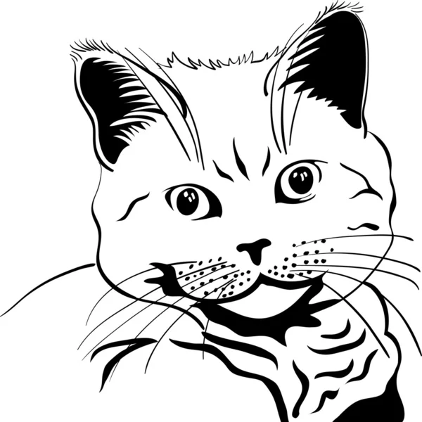 Vector closeup esboço do gato britânico — Vetor de Stock