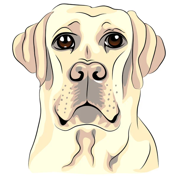 Vector kleur schets hondenras witte labrador retrievers close-up — Stockvector