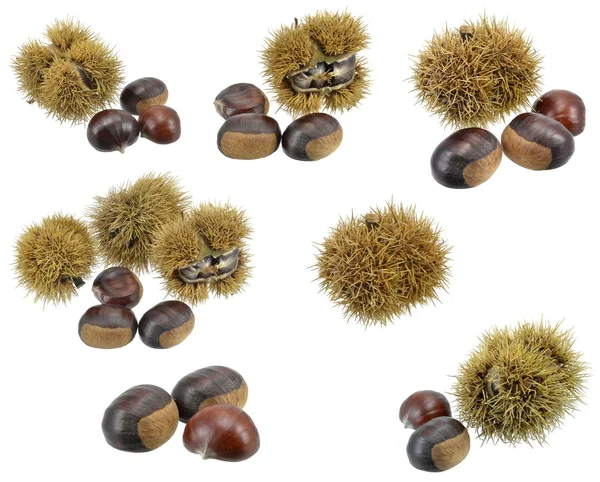 A selection of chestnuts — Stock Photo, Image