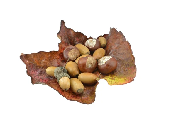 Selection of acorns and chestnuts — Stock Photo, Image