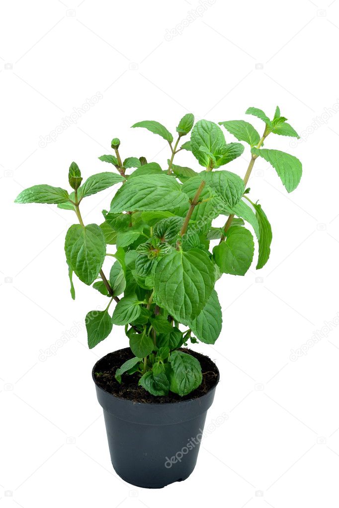 Mint plant in a plant pot