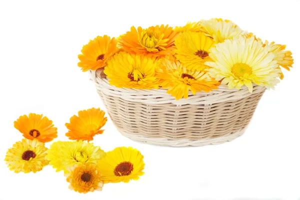 Calendula in a basket — Stock Photo, Image