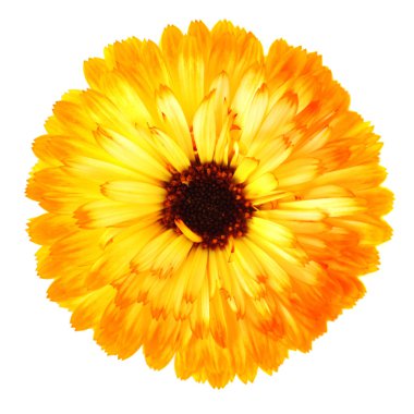 Calendula flower clipart