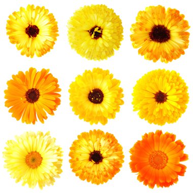 Calendula flowers clipart