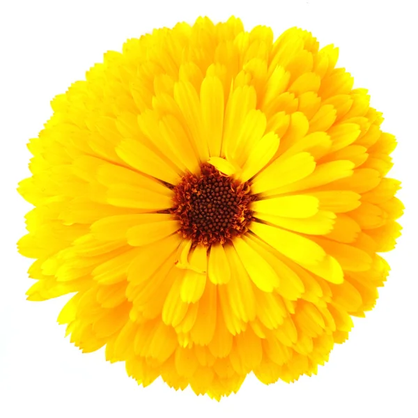 Calendula flower — Stock Photo, Image