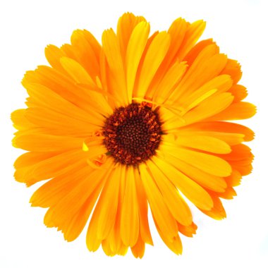 Calendula flower clipart