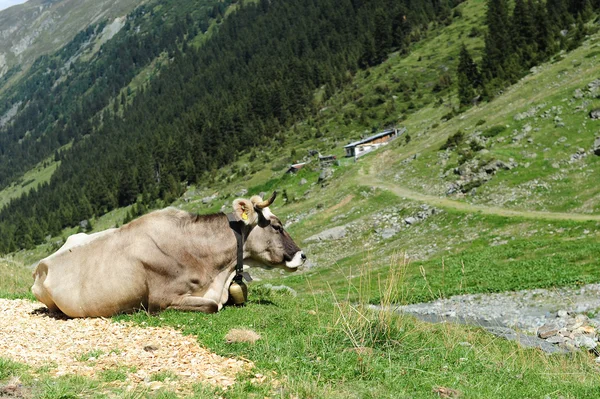 Stock image Cow with horns