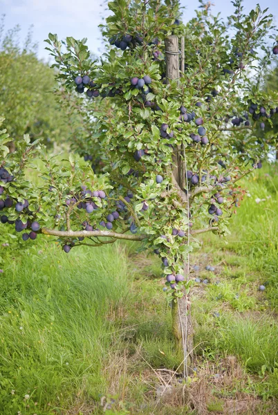 stock image Plum-tree