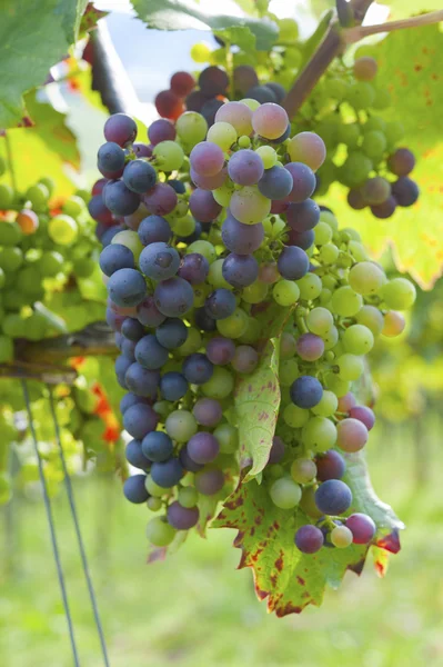 Kiść winogron czarny — Zdjęcie stockowe