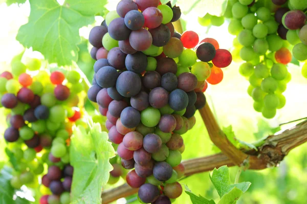 Grappolo di uva nera — Foto Stock