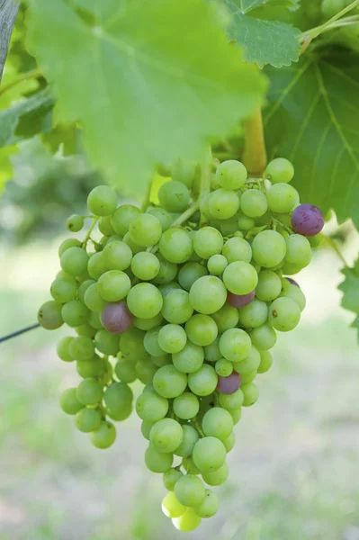 Ett gäng gröna druvor — Stockfoto