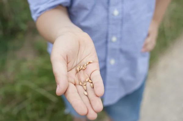 stock image The hand with the grains of wheat