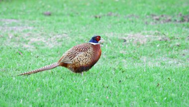 Sülün (phasianus colchicus)