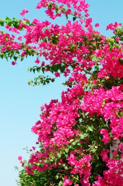 Pink blooming bougainvilleas against the blue sky clipart