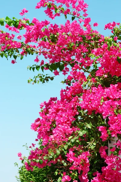 Pembe çiçek açan begonvillerle mavi gökyüzü — Stok fotoğraf