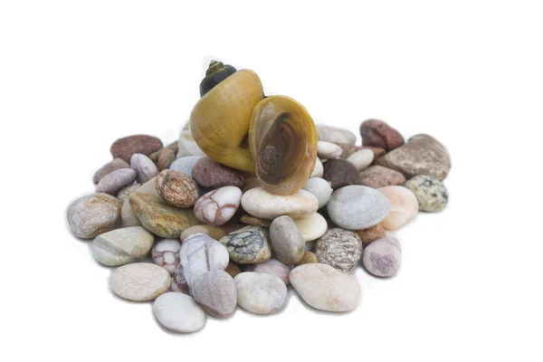 바위에 달팽이 — 스톡 사진