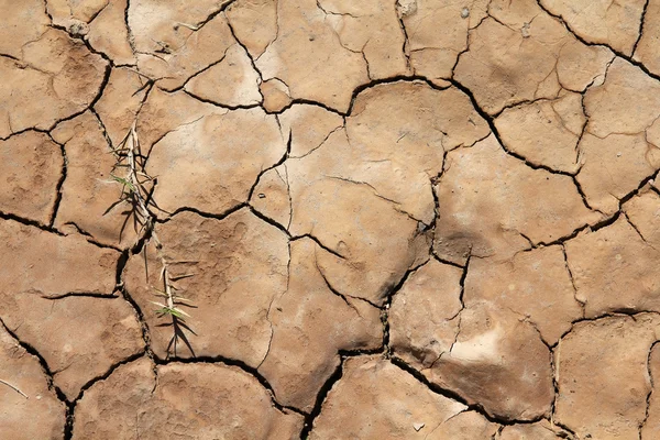 Dry soil background — Stock Photo, Image