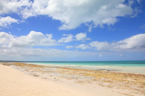 Куба - тропический пляж — стоковое фото