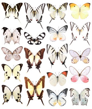 Many butterflies clipart