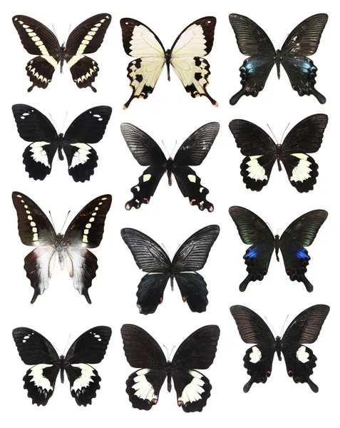 Много бабочек — стоковое фото