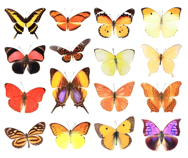 Много бабочек — стоковое фото