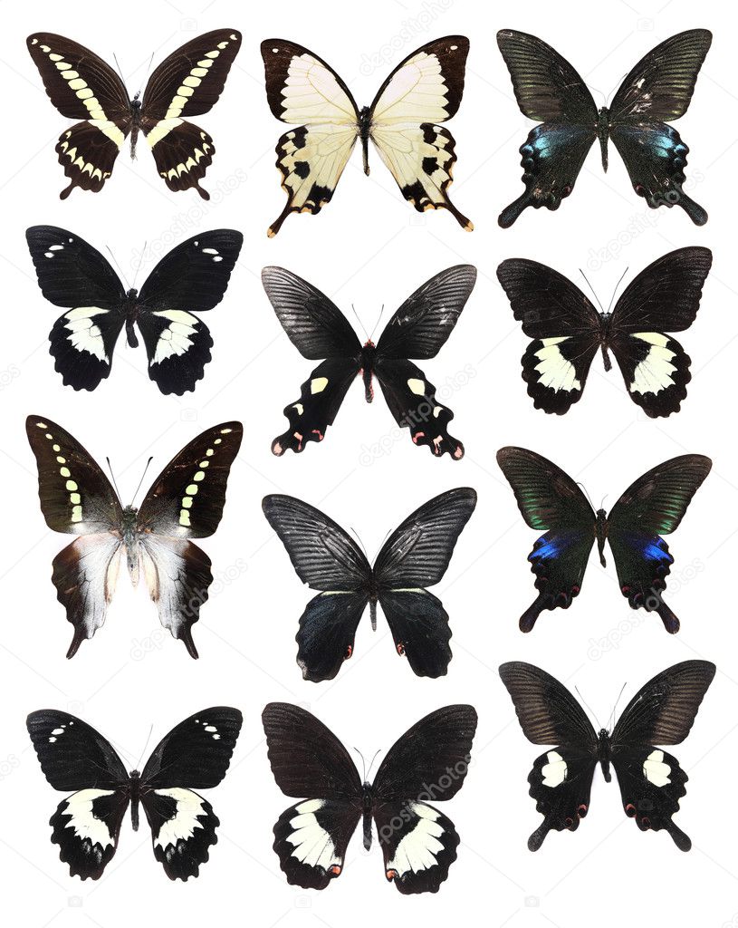 Many butterflies