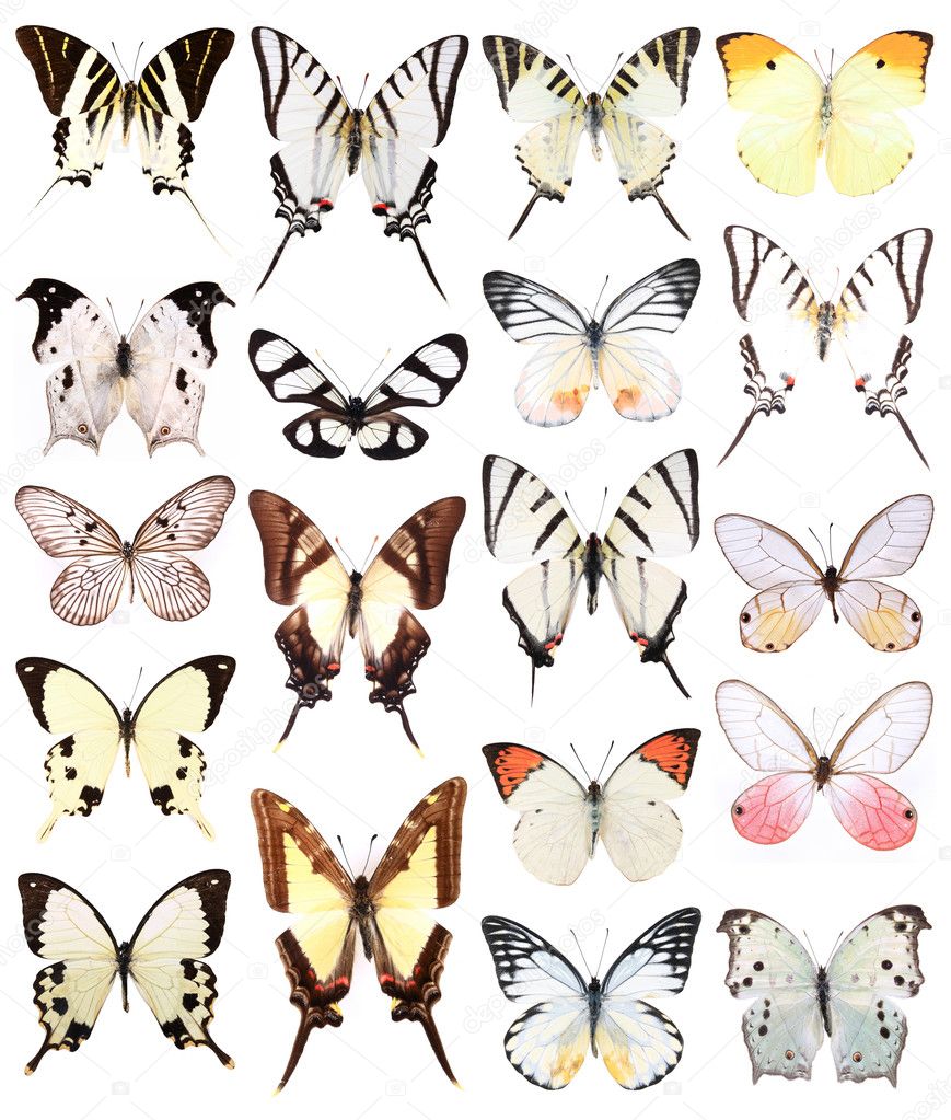 Many butterflies