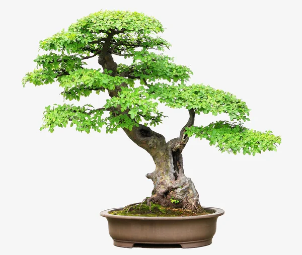 Olmo bonsai — Foto de Stock