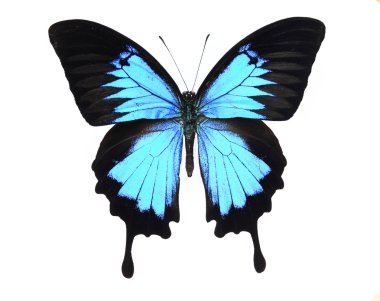 Blue butterfly clipart