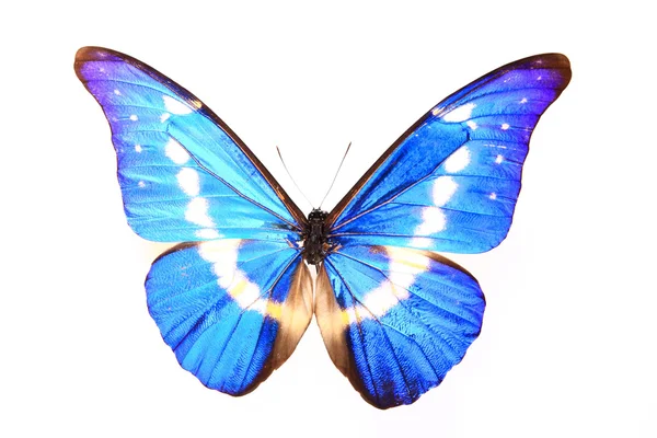 Morpho helena staudinger, blauwe vlinder — Stockfoto
