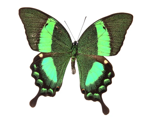 Mariposa verde —  Fotos de Stock