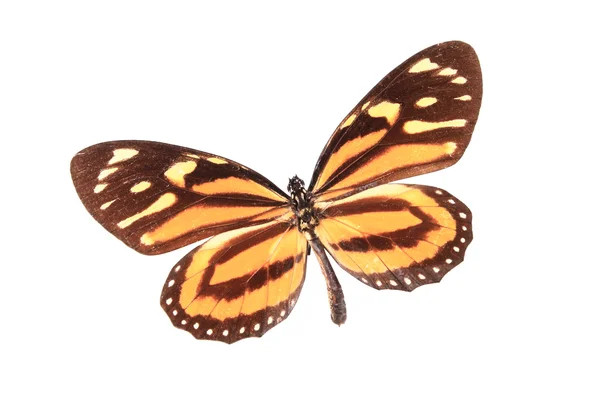 Turuncu renkli kelebek — Stok fotoğraf
