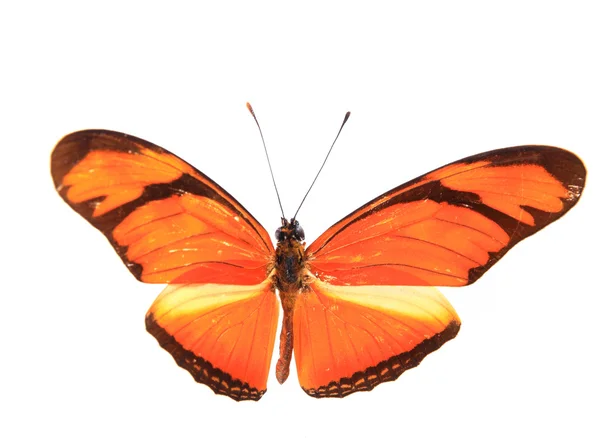 Pomarańczowy kolorowy motyl — Zdjęcie stockowe