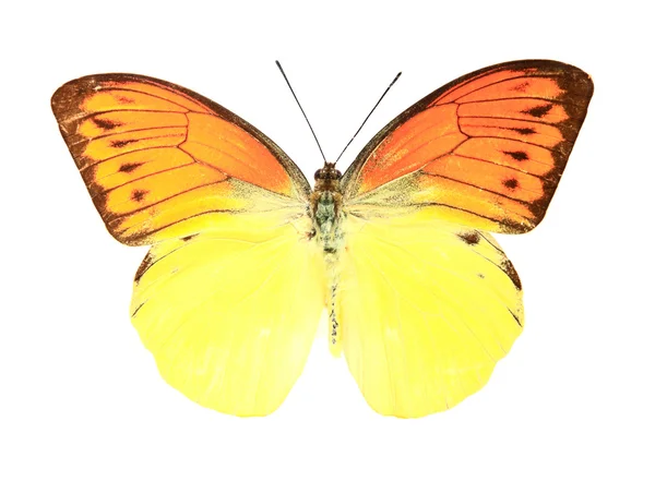 Orangefarbener Schmetterling — Stockfoto