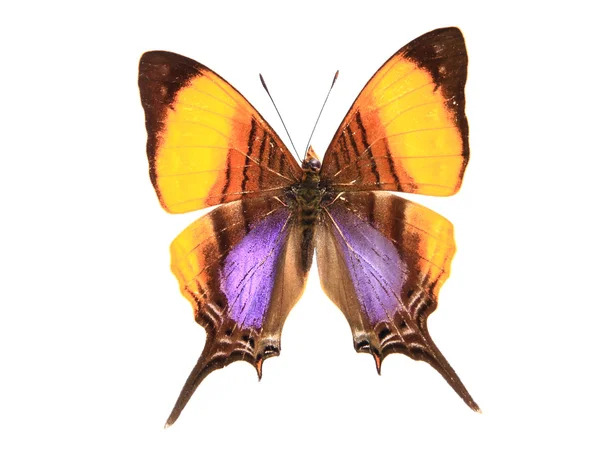 Oranje kleurrijke vlinder — Stockfoto