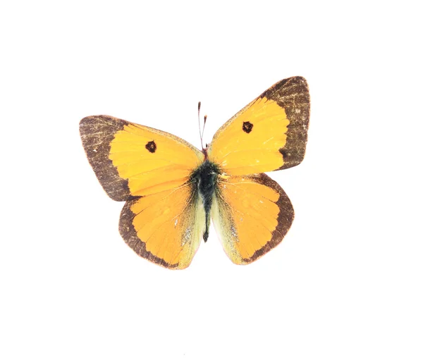 Pomarańczowy kolorowy motyl — Zdjęcie stockowe