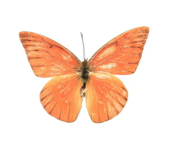 Orange färgglad fjäril — Stockfoto