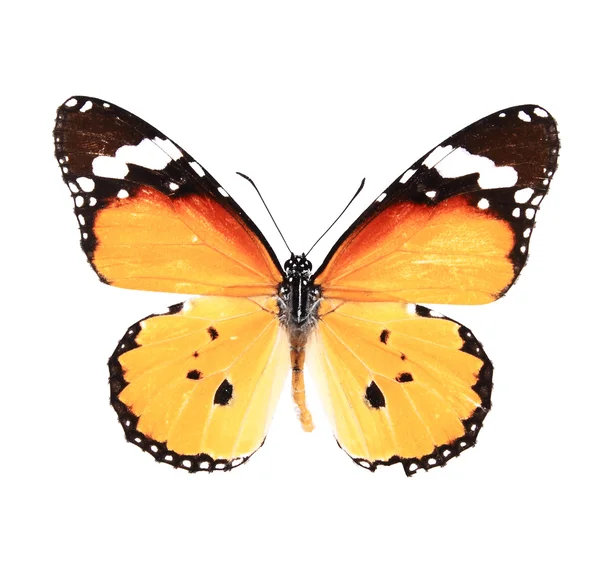 Oranžový barevný motýl — Stock fotografie