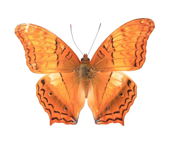 オレンジ色のカラフルな蝶 — ストック写真