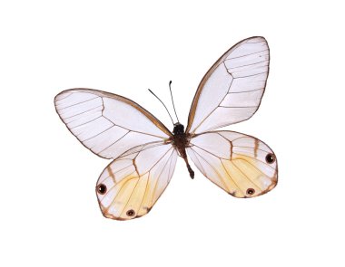 Red and white butterflies isolated on a white background