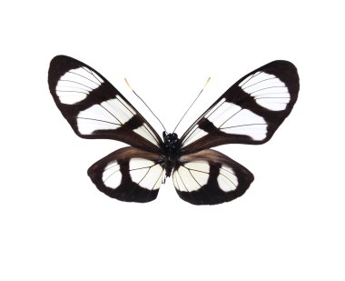 Black and white butterflies isolated on a white background