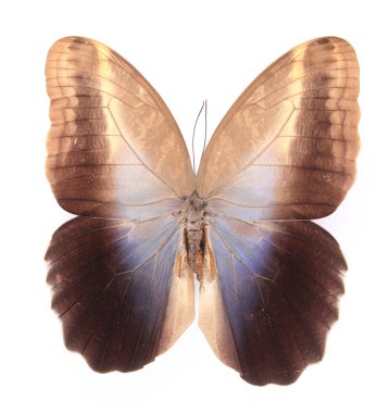 Brown butterflies isolated on a white background