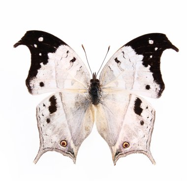 Bird Shape butterflies isolated on a white background