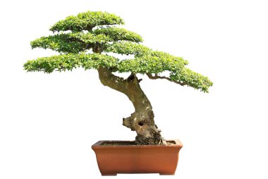 Karaağaç bonsai beyaz arka planda izole edildi