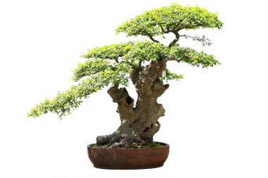 Karaağaç bonsai beyaz arka planda izole edildi